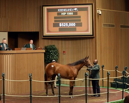 The City of Light filly consigned as Hip 1860 in the ring at the Keeneland September Sale