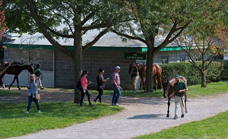 Horses on display at the Lane's End consignment to last year's Keeneland September Sale