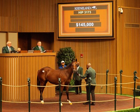 The colt by Tapiture consigned as Hip 3173 at the Keeneland September Sale