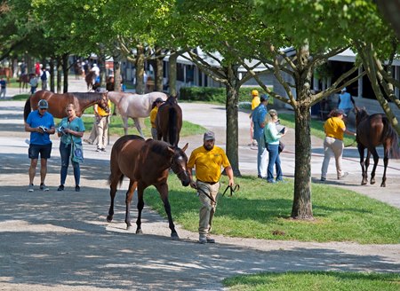 Buyers inspect yearlings at the Keeneland September Sale