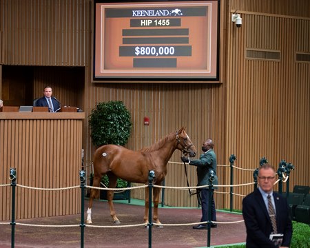 The Curlin filly consigned as Hip 1455 in the ring at the Keeneland September Sale