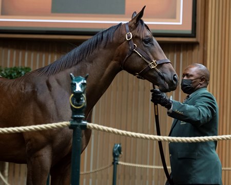 The City of Light colt consigned as Hip 1692 in the ring at the Keeneland September Sale