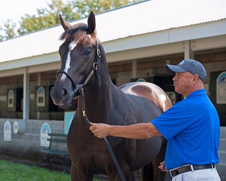The War Front colt consigned as Hip 15 at the Keeneland September Sale