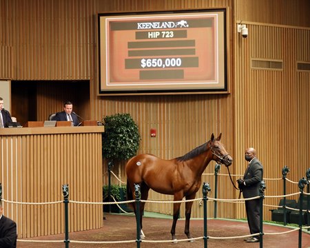 The City of Light colt consigned as Hip 723 in the ring at the Keeneland September Sale