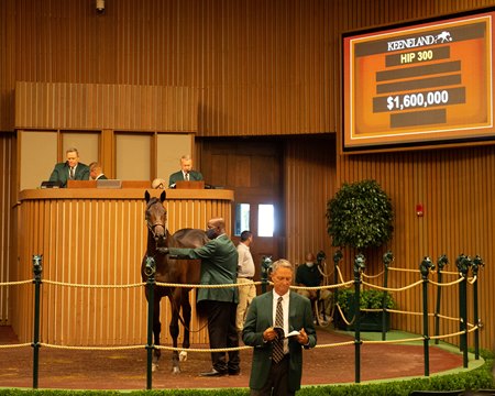 The Quality Road colt consigned as Hip 300 in the ring at the Keeneland September Sale