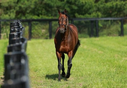 Mendelssohn at Ashford Stud