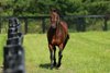 Mendelssohn at Ashford Stud