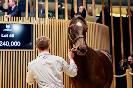 The Wootton Bassett colt consigned as Lot 49 in the ring at the Arqana October Yearling Sale