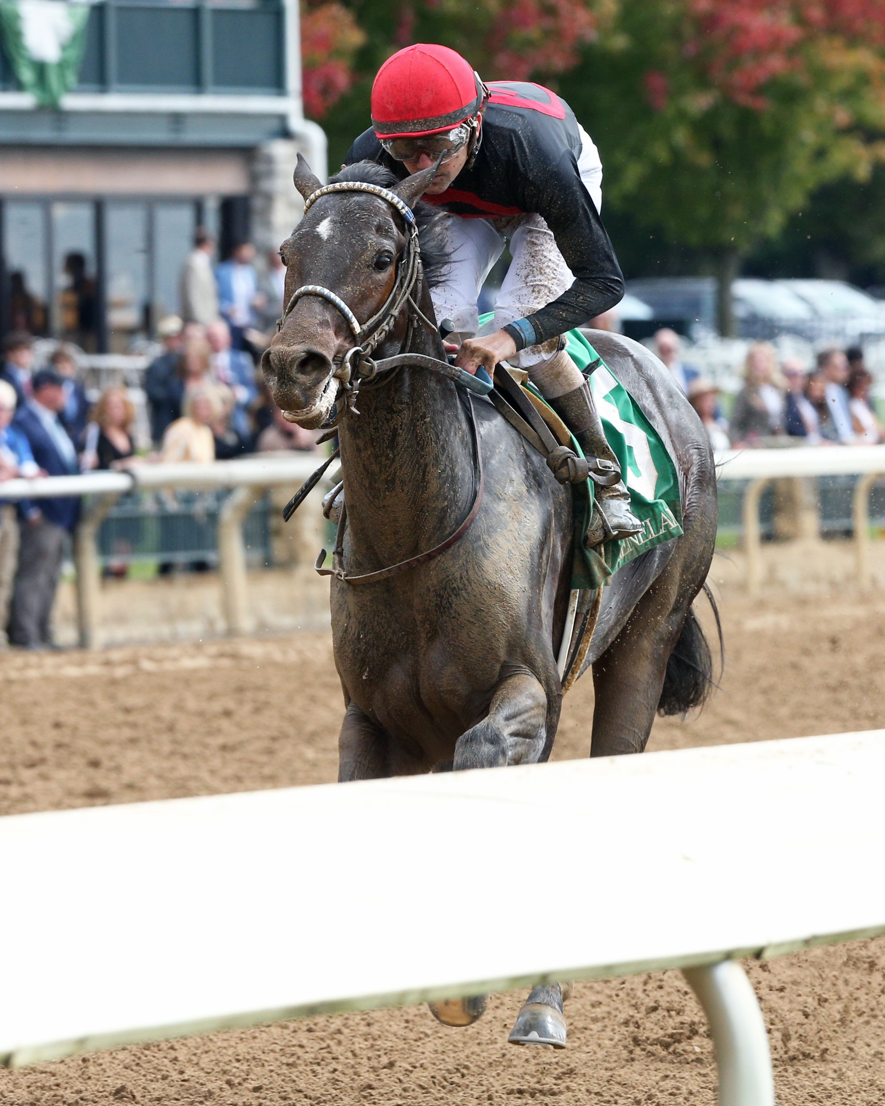 Smile Happy - Horse Profile - BloodHorse