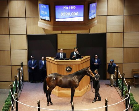 The Street Sense colt consigned as Hip 1580 in the ring at the 2021 Fasig-Tipton Kentucky October Yearlings Sale
