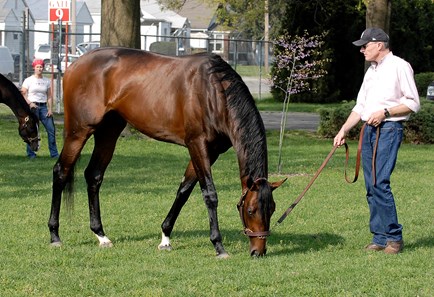 Colonel John - Horse Profile - BloodHorse