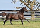 Congrats, WinStar Farm