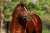 Maximum Security at Ashford Stud