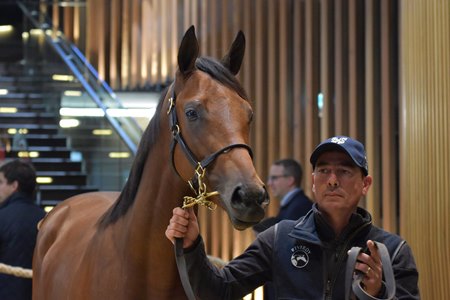 The Zarak filly consigned as Lot 568 in the ring at the Arqana October Sale