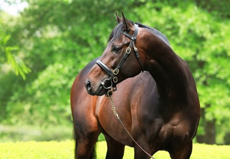 Mo Town Sold to Turkish Jockey Club