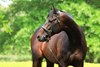 Mo Town at Ashford Stud