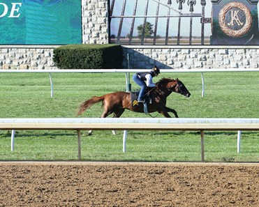 Channel Cat Stallion Channel Cat - Horse Profile - BloodHorse