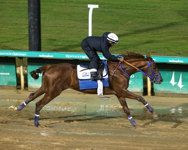 Rattle N Roll Horse Profile Bloodhorse