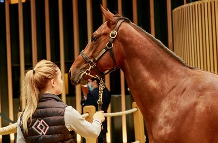 Filly by Zelzal as Lot 705 in the ring at Arqana October Yearling Sale
