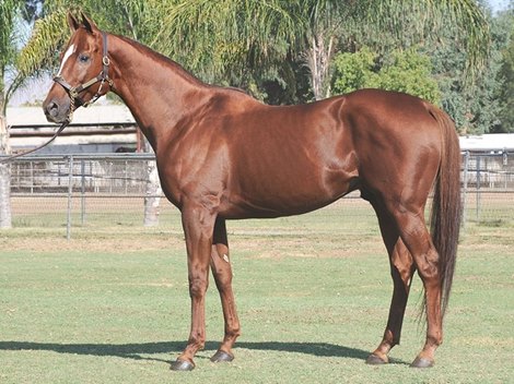Lovacres Ranch Rally Back Oscar Nominated Relocated to Lovacres Ranch - BloodHorse