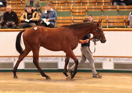 The Ulysses colt consigned as Lot 1451 in the ring at the Tattersalls October Yearling Sale