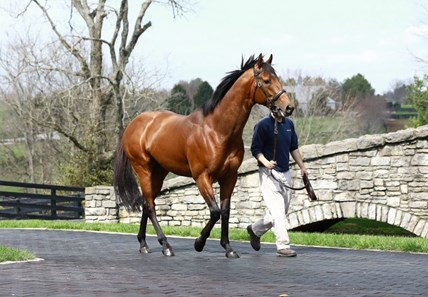 practical joke horse profile bloodhorse