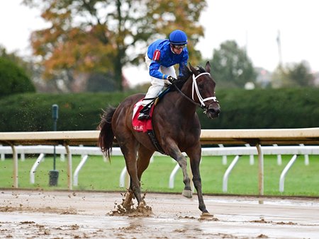 Essential Quality Half Famed Impresses In Maiden Score Bloodhorse Essential Quality Half Famed Impresses In Maiden Score Bloodhorse