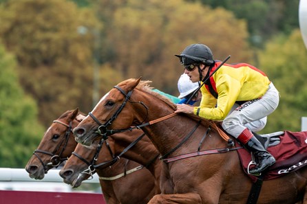 Torquator Tasso (GER) - Horse Profile - BloodHorse