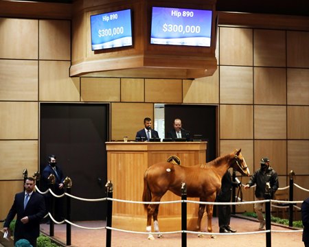 The Tapit colt consigned as Hip 890 in the ring at the Fasig-Tipton October Sale
