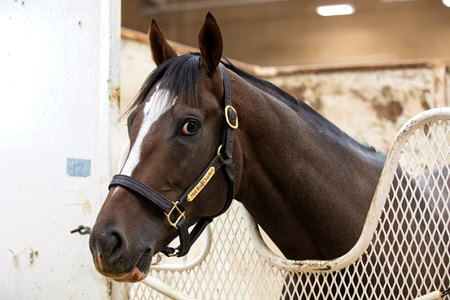 Hot Rod Charlie at Del Mar for the 2021 Breeders' Cup Classic