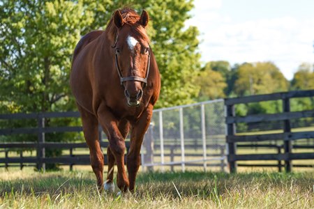 WinStar Stallions Distorted Humor, Congrats Pensioned - BloodHorse