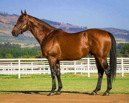 Duke of Marmalade