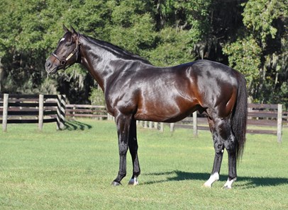 Gone Astray - Horse Profile - BloodHorse