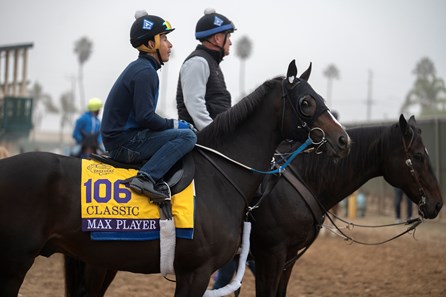 Max Player - Horse - Horse Racing Nation