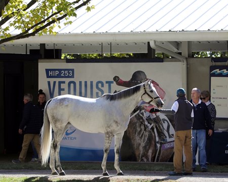 Valiance at The November Sale
