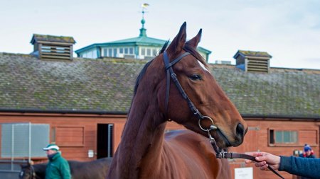 Tiger Tanaka takes in the sights at the Tattersalls December Mare Sale