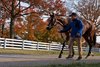 Hip 3872 Crowded Trade at Elite Sales
Horses, people and scenes at the Keeneland November Breeding Stock Sale in Lexington, Ky., on Nov. 17, 2021. 