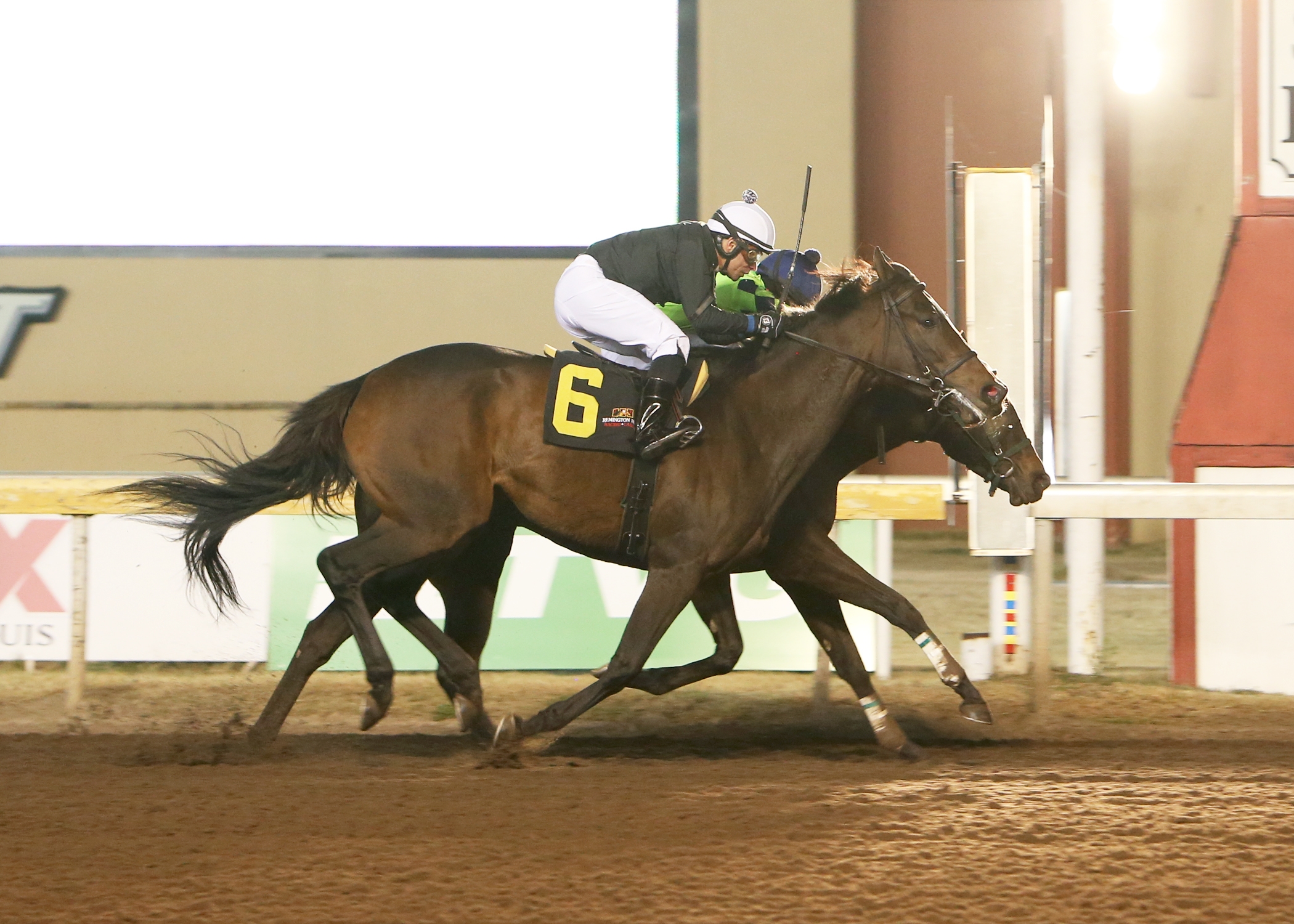 Lady Orchid - Horse Profile - BloodHorse