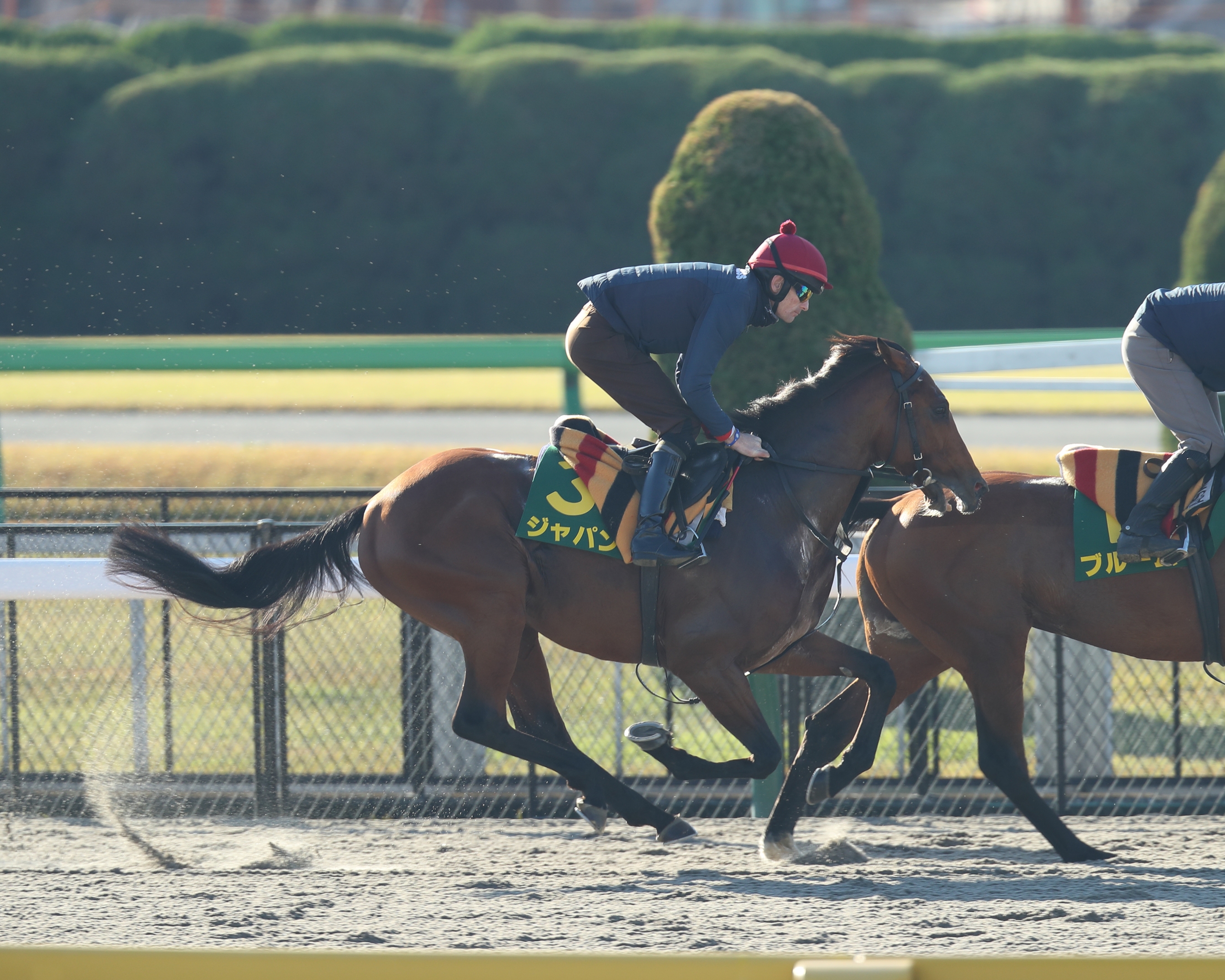 Japan (GB) - Horse Profile - BloodHorse