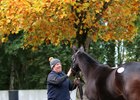 Lot 255, 2021 Goffs Autumn HIT Sale