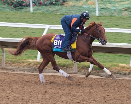 Mackinnon Invades Golden Gate For El Camino Real Derby Bloodhorse