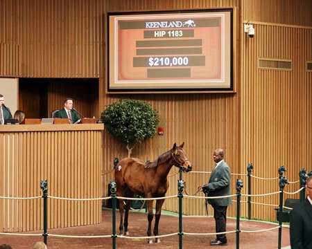 The Nyquist filly consigned as Hip 1183 in the ring at the Keeneland November Sale