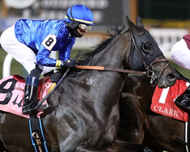 Maxfield - Horse Profile - BloodHorse