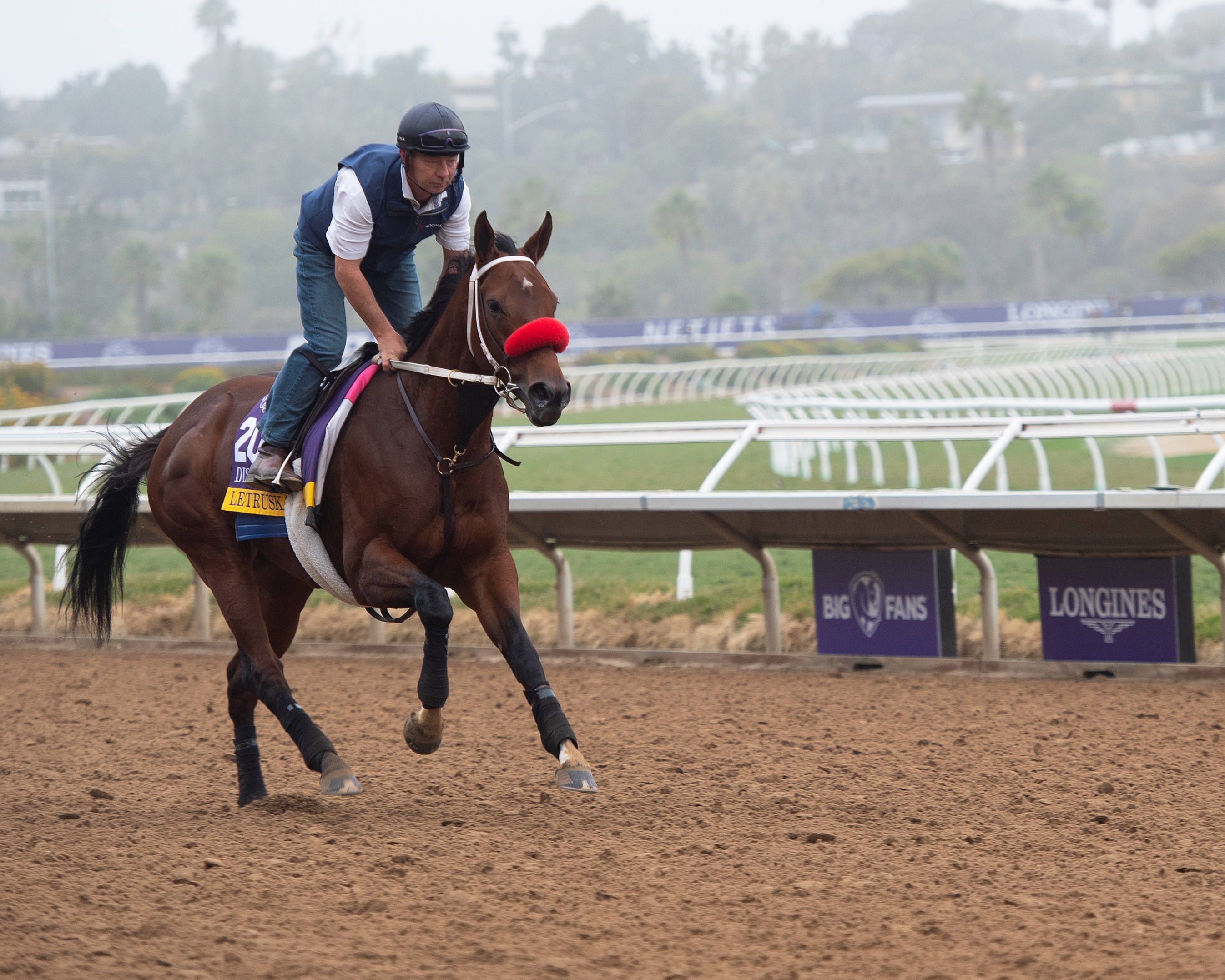 Letruska Carries Horse of Year Hopes into Distaff BloodHorse