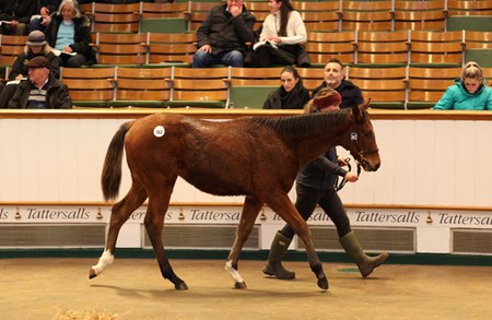 The Time Test colt consigned as Lot 362 in the ring at the Tattersalls December Foal Sale