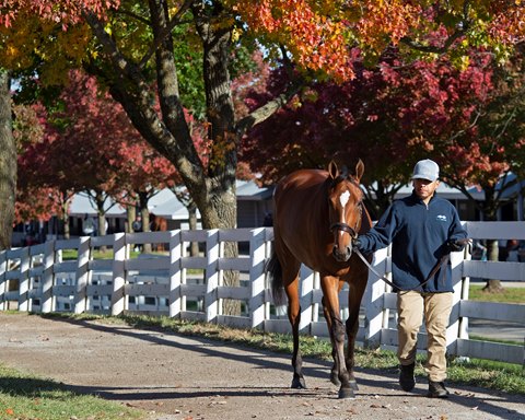 City Of Light Colt Sells For 1 7 Million At Keeneland September Tvg Horse Racing Insider News