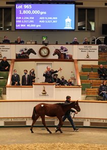 The Dubawi colt consigned as Lot 965 in the ring at the Tattersalls December Foal Sale