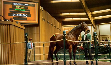 Downside Scenario at the Keeneland November Sale