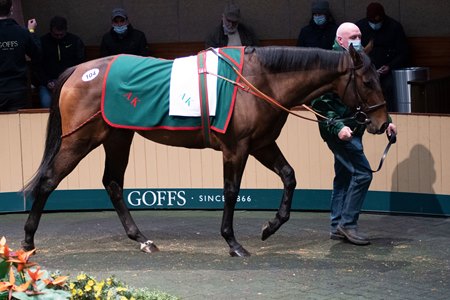 Erzindjan in the ring at the Goffs Autumn Horses in Training Sale