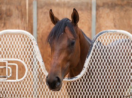 Pappacap in his stall ahead of the Breeders' Cup Juvenile at Del Mar